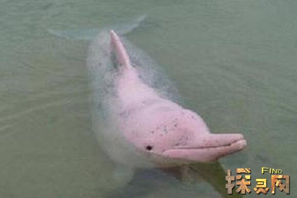 粉红瓶鼻海豚
