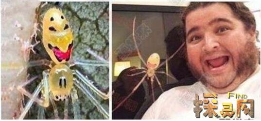 笑脸蜘蛛