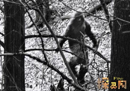 喜马拉雅山雪人