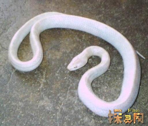 黄河鬼棺事件真相