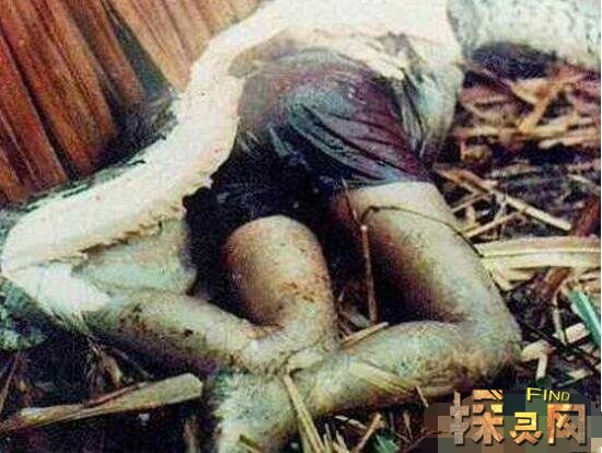 贵州修路挖出大蛇飞走