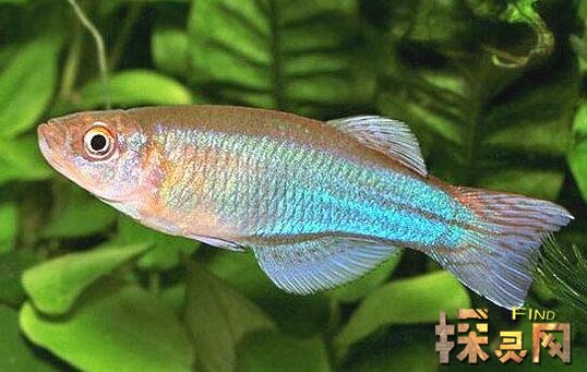 已经灭绝的十大可爱动物