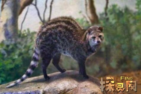 已经灭绝的十大可爱动物