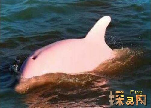粉红瓶鼻海豚
